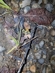 Dendropsophus rhodopeplus