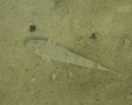 Knysna sandgoby (Psammogobius knysnaensis) — Gobiidae