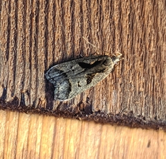 Dichomeris bilobella