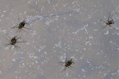 Trepobates subnitidus