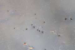 Trepobates subnitidus