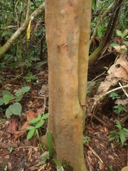Calycophyllum spruceanum