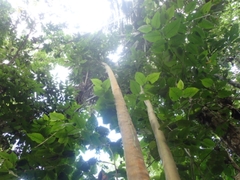 Calycophyllum spruceanum
