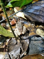 Oreobates quixensis