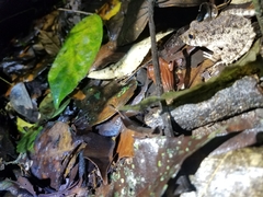 Oreobates quixensis