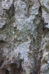 Alyxoria varia