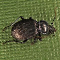 Sphaeroderus