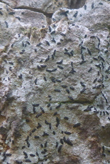 Alyxoria varia