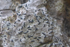 Alyxoria varia