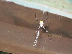 Argiope mangal