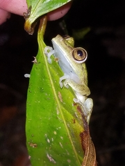 Boana nympha