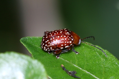 Blepharida