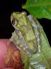 Boana nympha