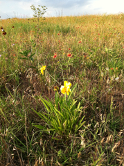 Coreopsis grandiflora