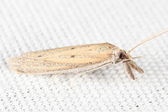Bandera binotella