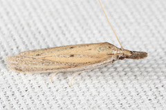 Bandera binotella