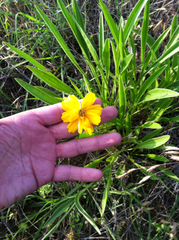 Coreopsis grandiflora