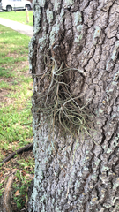 Tillandsia recurvata image