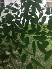 Zelkova