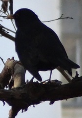 Turdus merula