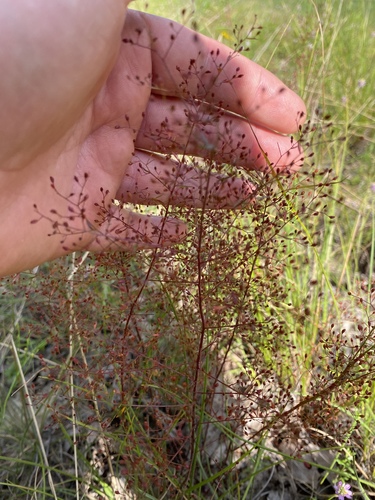 Lechea pulchella var. ramosissima