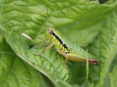 Micropodisma salamandra