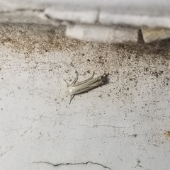 Polyhymno luteostrigella