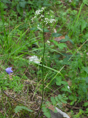 Pimpinella saxifraga
