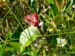 Exobasidium vaccinii
