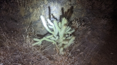 Cylindropuntia ganderi