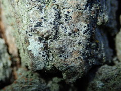 Alyxoria varia