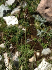 Carex lachenalii