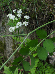 Pimpinella saxifraga