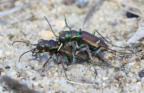 Purple Tiger Beetle