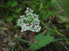 Pimpinella saxifraga