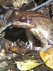 Loreto White-Lipped Frog photo 3