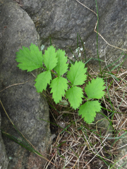 Pimpinella saxifraga