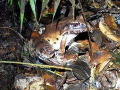 Leptodactylus pentadactylus