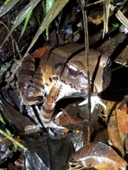 Leptodactylus pentadactylus