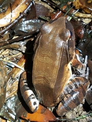 Leptodactylus pentadactylus