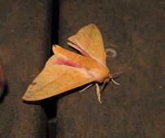 Syssphinx bisecta