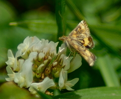 Pyrausta subsequalis