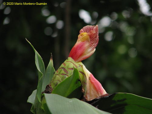 Costus laevis image