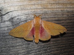 Syssphinx bisecta