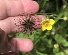 Geum urbanum