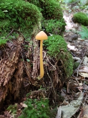 Entoloma salmoneum