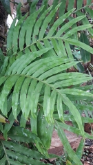 Phlebodium aureum