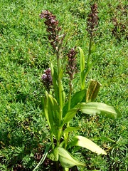 Dactylorhiza praetermissa junialis