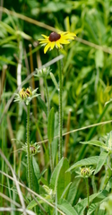 Rudbeckia hirta pulcherrima