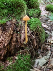 Entoloma salmoneum